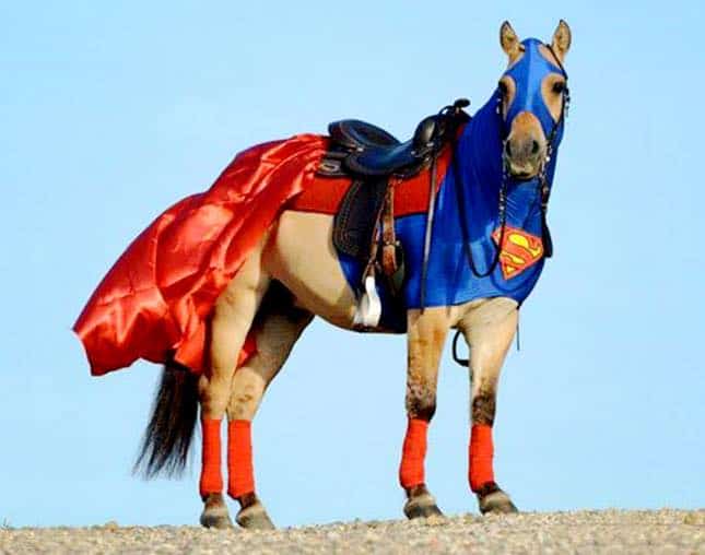 Superman - Horse